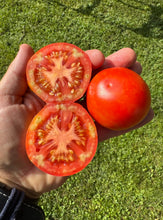 Tomato (Potager de Vilvoorde Tomato)