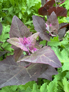 Orach