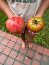 Tomato (Hazel Creek Tomato)
