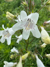 Foxglove Beardtongue