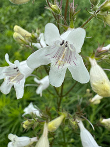 Foxglove Beardtongue