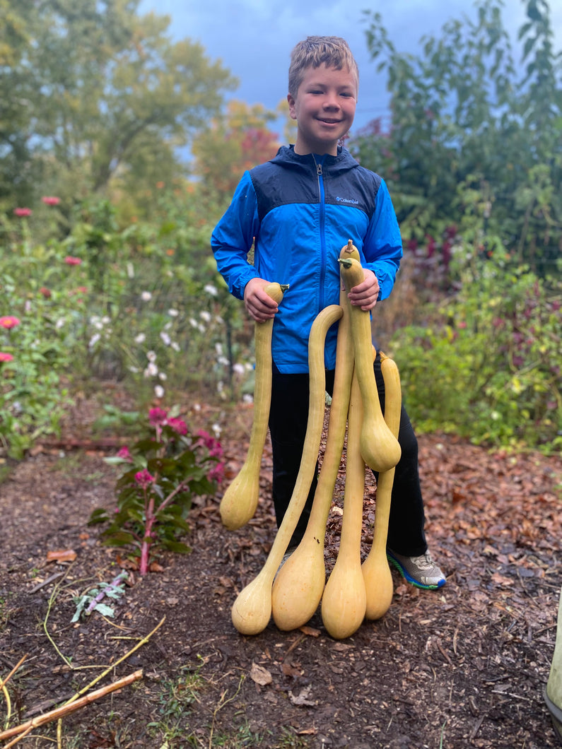 Tromboncino Squash