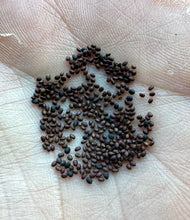 Basil (Holy Basil / Tulsi)