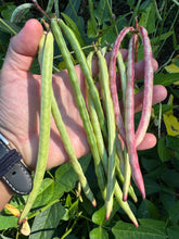 Bean (Lowcountry Black-eyed Pea)