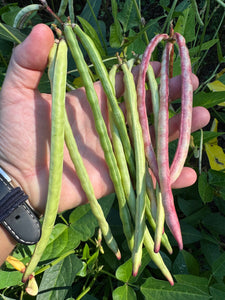 Bean (Lowcountry Black-eyed Pea)