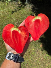 Tomato (Holy Myrrhbearer Tomato)