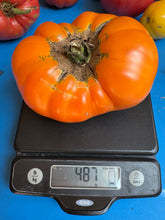 Tomato (Mountain Sun Tomato)