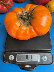 Tomato (Mountain Sun Tomato)