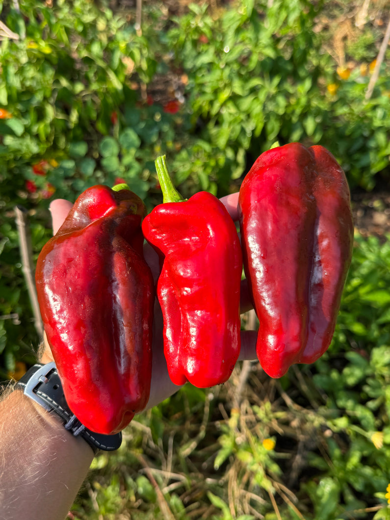 Pepper (Tendre de Châteaurenard Pepper)