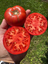 Tomato (Bola Yucatán  Kanacin  Tomato)