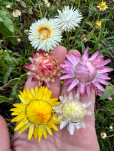 Strawflower