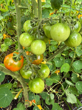 Tomato (Tondo con Pizzo Long-keeper Tomato)