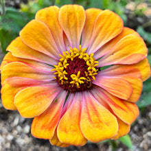 Zinnia