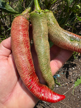 Pepper (Vezenka "Macedonian Embroidered" Pepper)🔥
