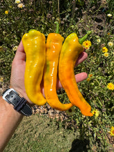 Pepper (Doux long d'Antibes Pepper)