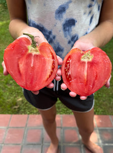 Tomato (Hungarian Heart Tomato)