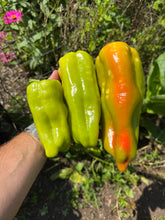 Pepper (Goccia D'Oro Pepper)