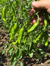 Pepper (Shishito Pepper)
