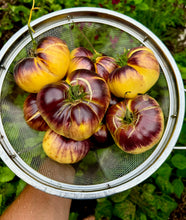 Tomato (Sart Roloise Tomato)