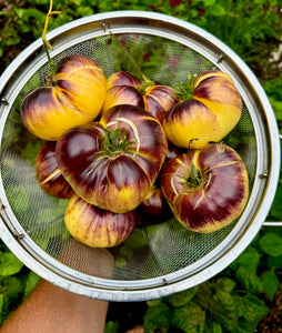 Tomato (Sart Roloise Tomato)