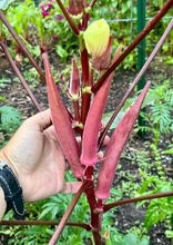 Okra (Okinawa Pink Okra)