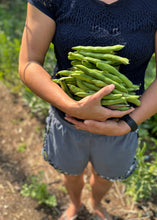Fava Bean
