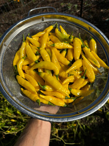 Pepper (Ají Limon / Lemon Drop Pepper)