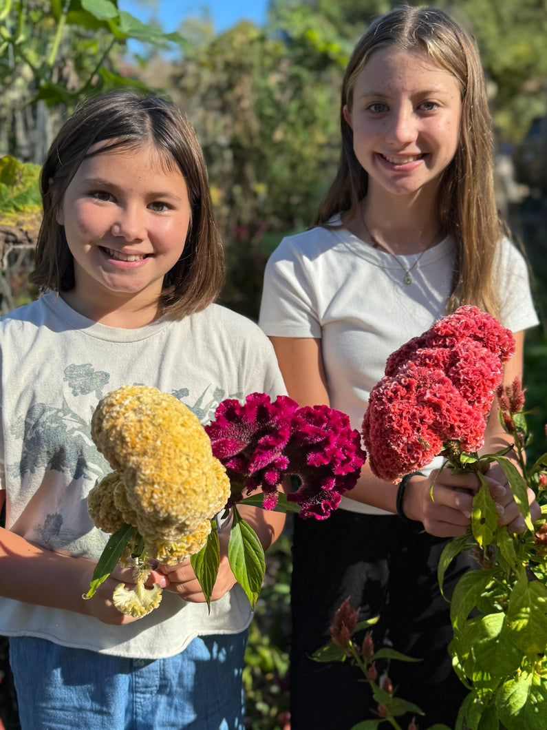 Celosia (Cockscomb)