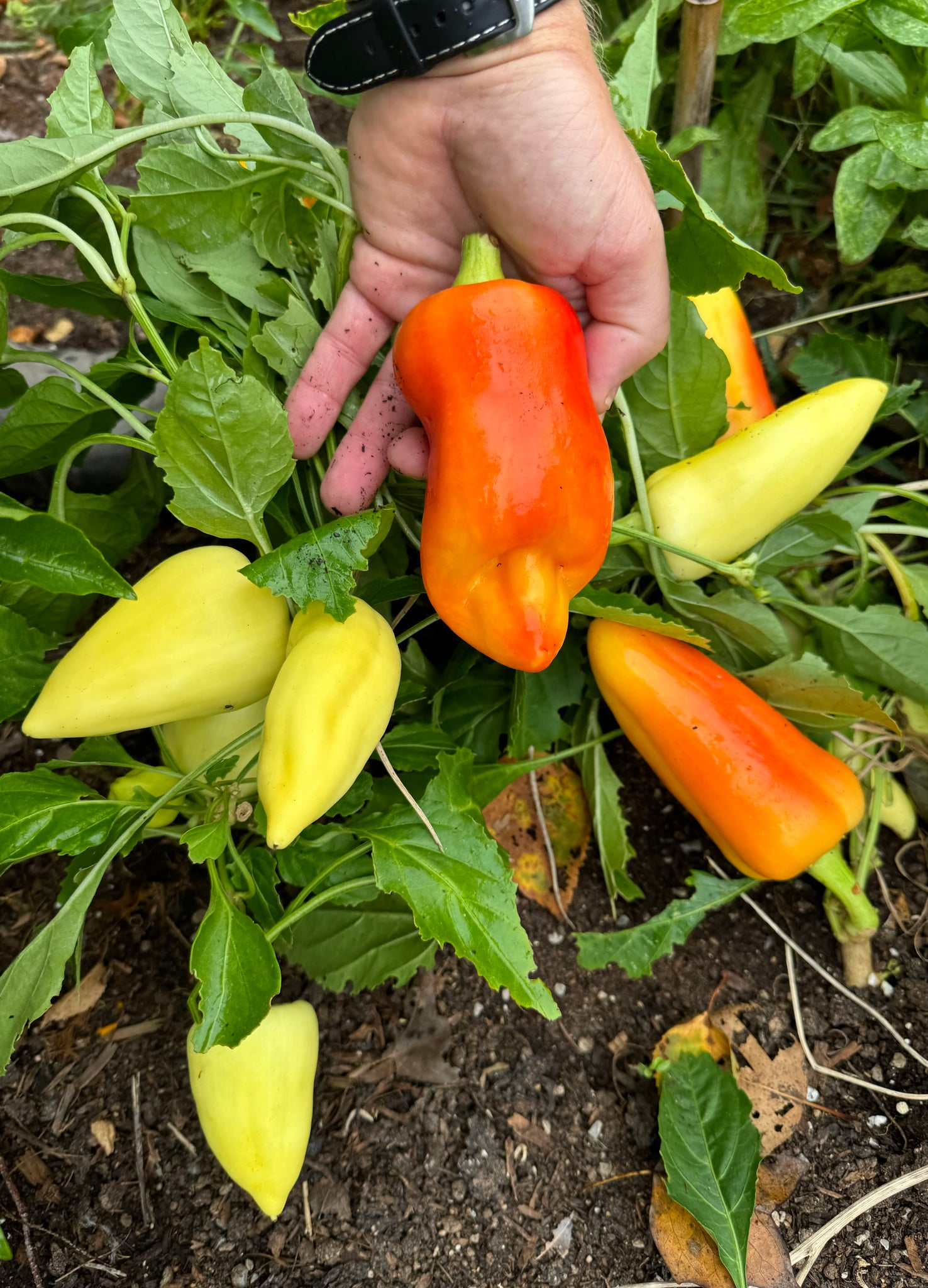 paprika for pothos Pepper (Feher Ozon Paprika) – Kids Seed Co