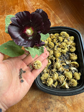 Hollyhock (Black Polish Hollyhock)