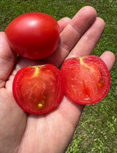 Tomato (Misora Japanese Tomato)