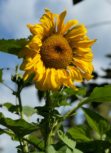 Sunflower (Mammoth)