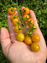 Tomato (Reunion Island Tropical Cherry Tomato)