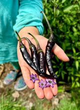 Pepper (Murasaki Sweet Pepper)