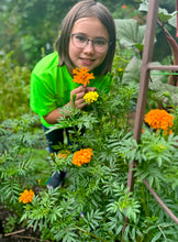 Mexican Marigold (Cempasúchil)