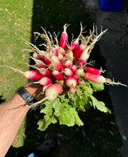 Radish (French Breakfast Radish)