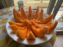 Melon (Charentais Melon)