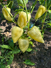 Pepper (Cecei Sweet Pepper)