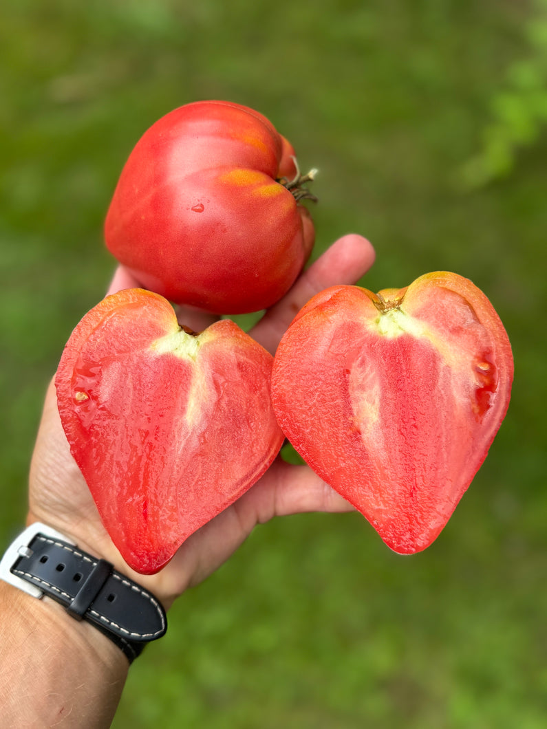 Tomato (Coeur De Boeuf Tomato)