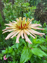 Zinnia (Cactus Zinnia)