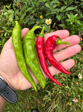 Pepper (Manganji Sweet Pepper)