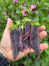 Snow Peas (Purple Snow Peas)