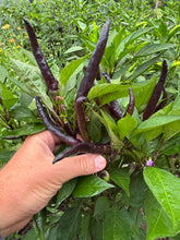 Pepper (Chilaca Pasilla Pepper)🔥
