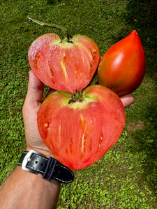 Tomato (Téton de Vénus, Venus Nipple Tomato)