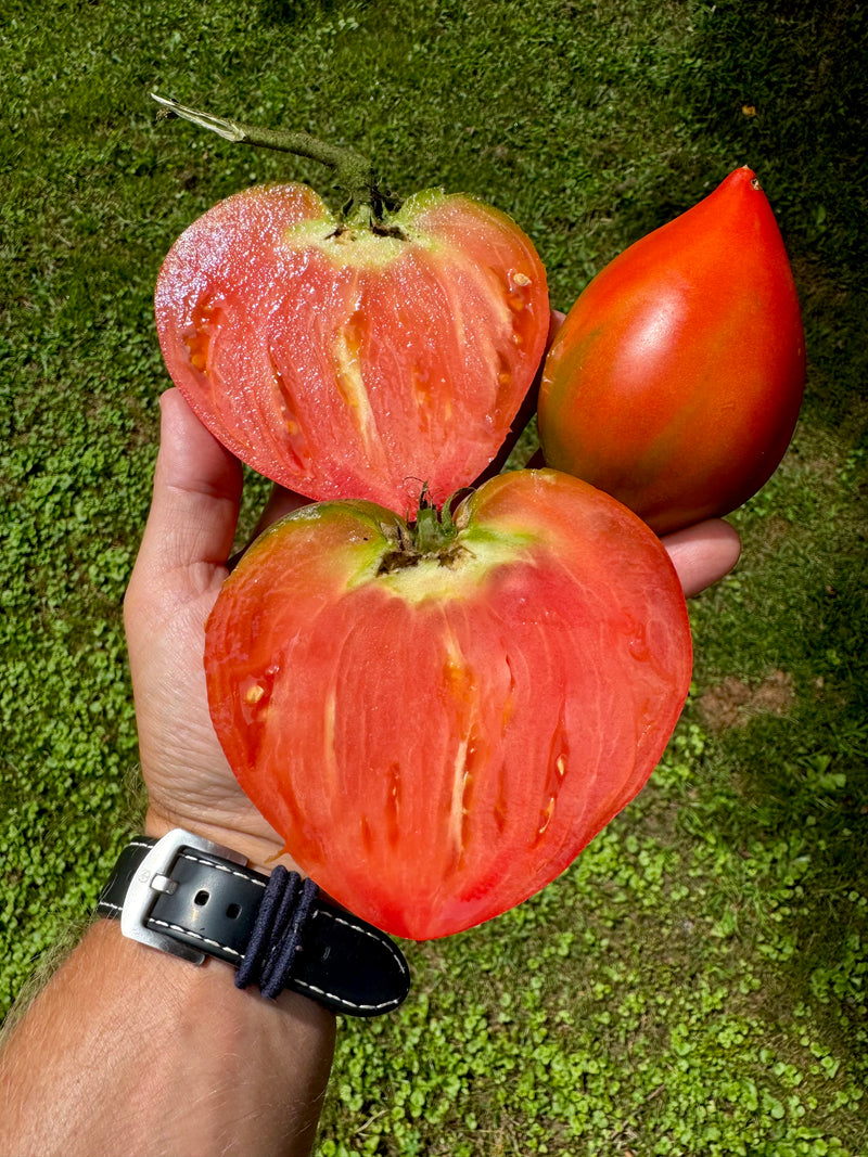 Tomato (Téton de Vénus, Venus Nipple Tomato) – Kids Seed Co.
