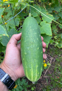 Cucumber (Hungarian Uborka)