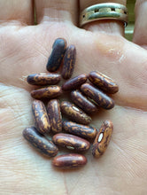 Bean (Haricot verts)