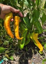 Pepper (Doux long d'Antibes Pepper)