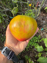Tomato (Taiga Tomato)