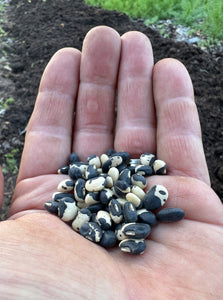 Bean (Lowcountry Black-eyed Pea)